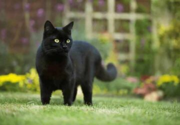 The Spiritual Meaning of Black Cats