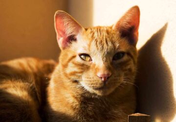 Spiritual Meaning of Orange or Ginger Cats