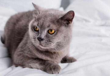 Spiritual Meaning of Grey Cat