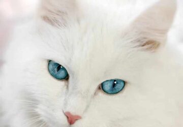 Spiritual Meaning of White Cat