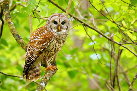 Barred Owl Totem Significance