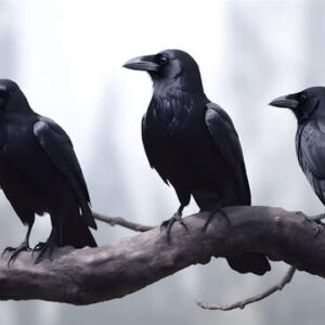 Three black crows spiritual message