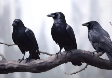 Three black crows spiritual message