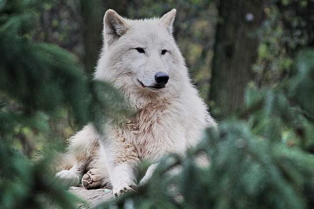 Spiritual significance white wolf