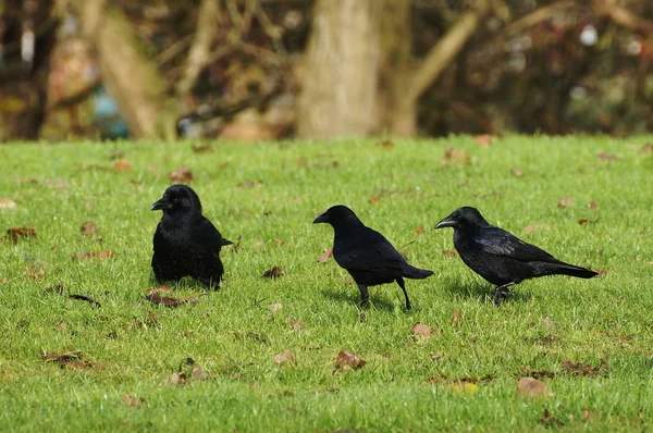 Symbolism of three black crows