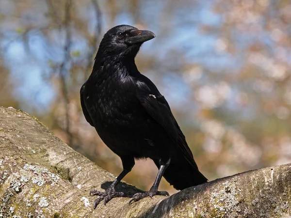 Crow cawing spiritual meaning