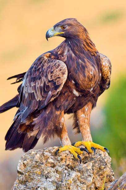Spiritual significance of golden eagle