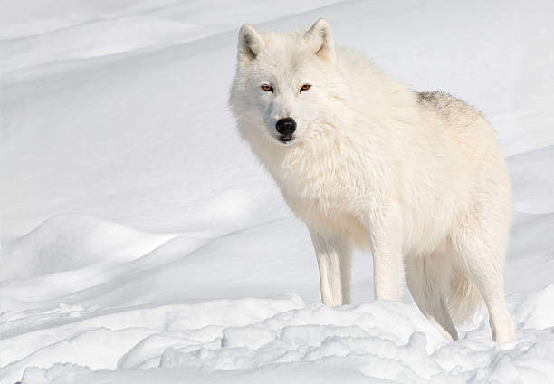 White wolf meaning spirituality