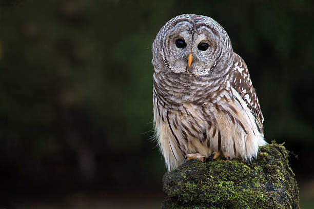 Spiritual Meaning of Barred Owls