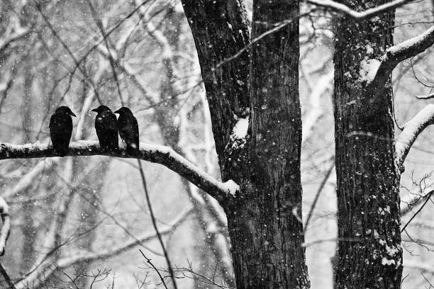 Spiritual significance of seeing three black crows